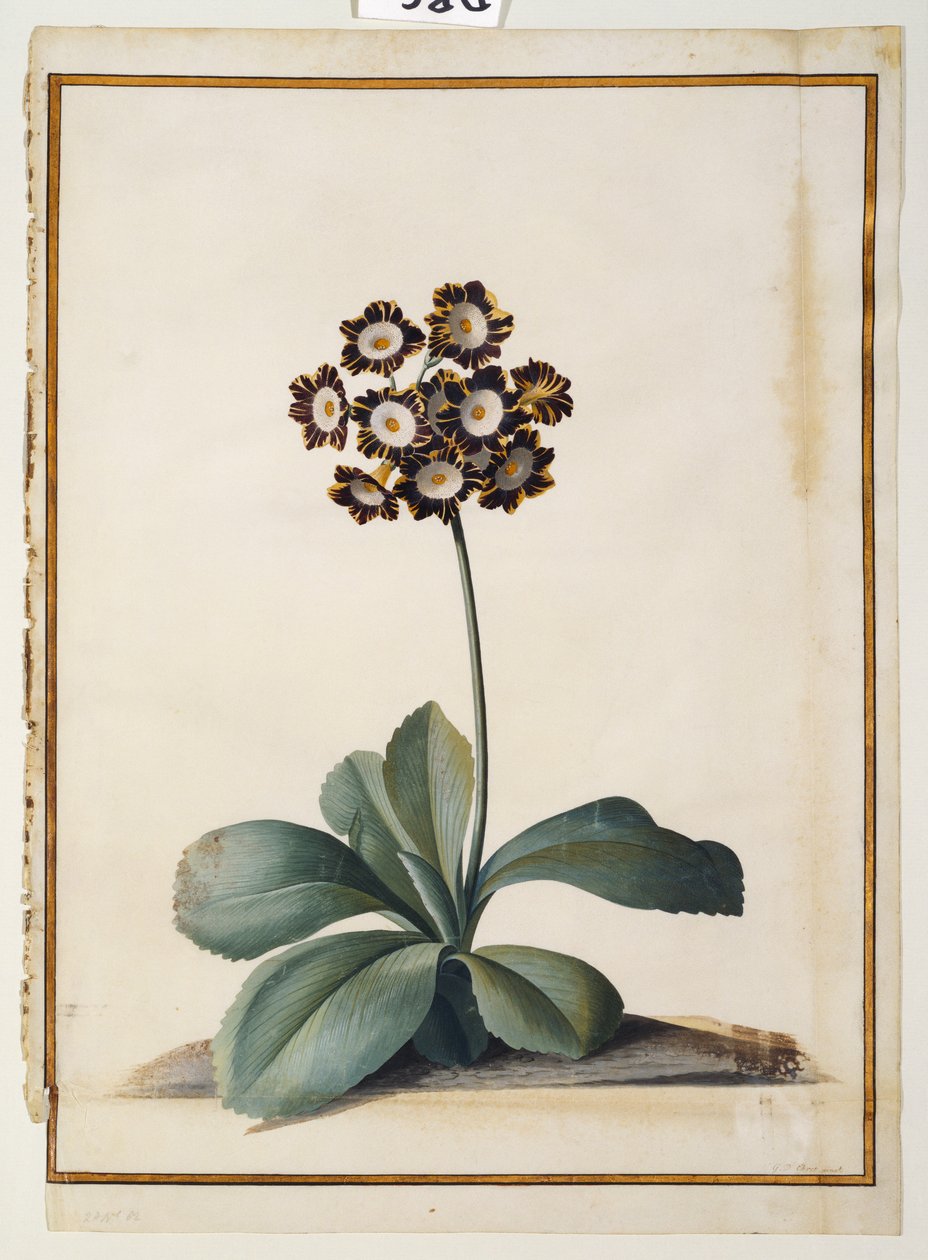En lilla spraglete auricula av Georg Dionysius Ehret