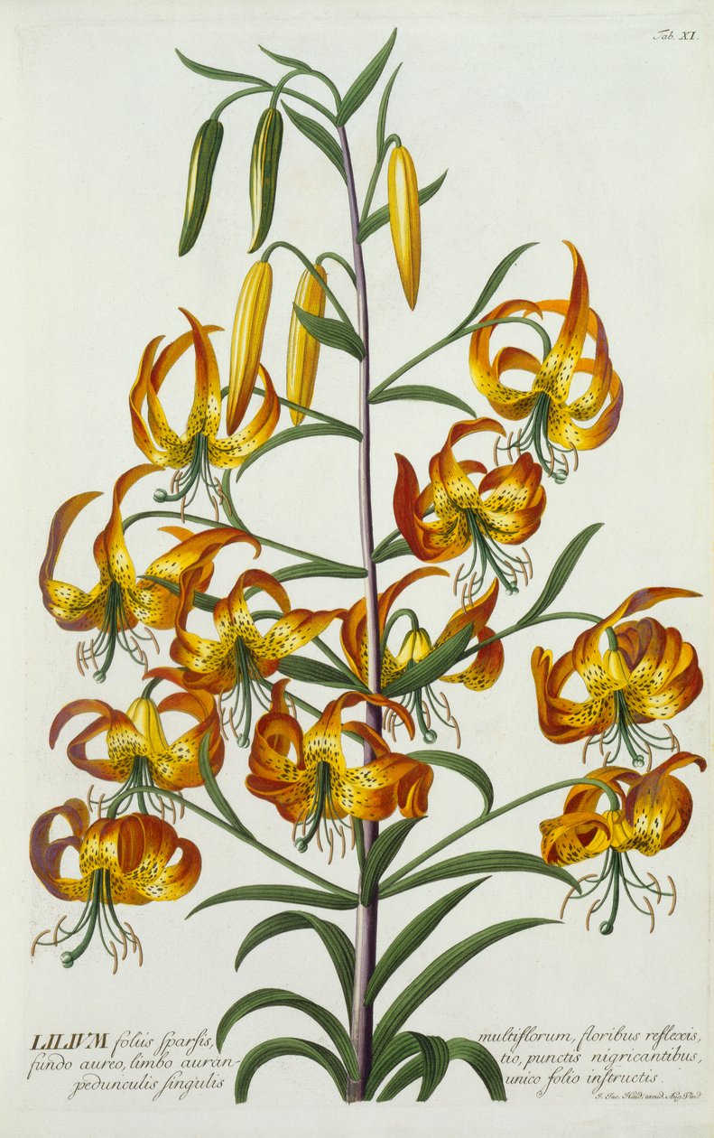 American Turkscap Lily, ca. 1740 håndfarget gravering. av "Georg Dionysius Ehret
