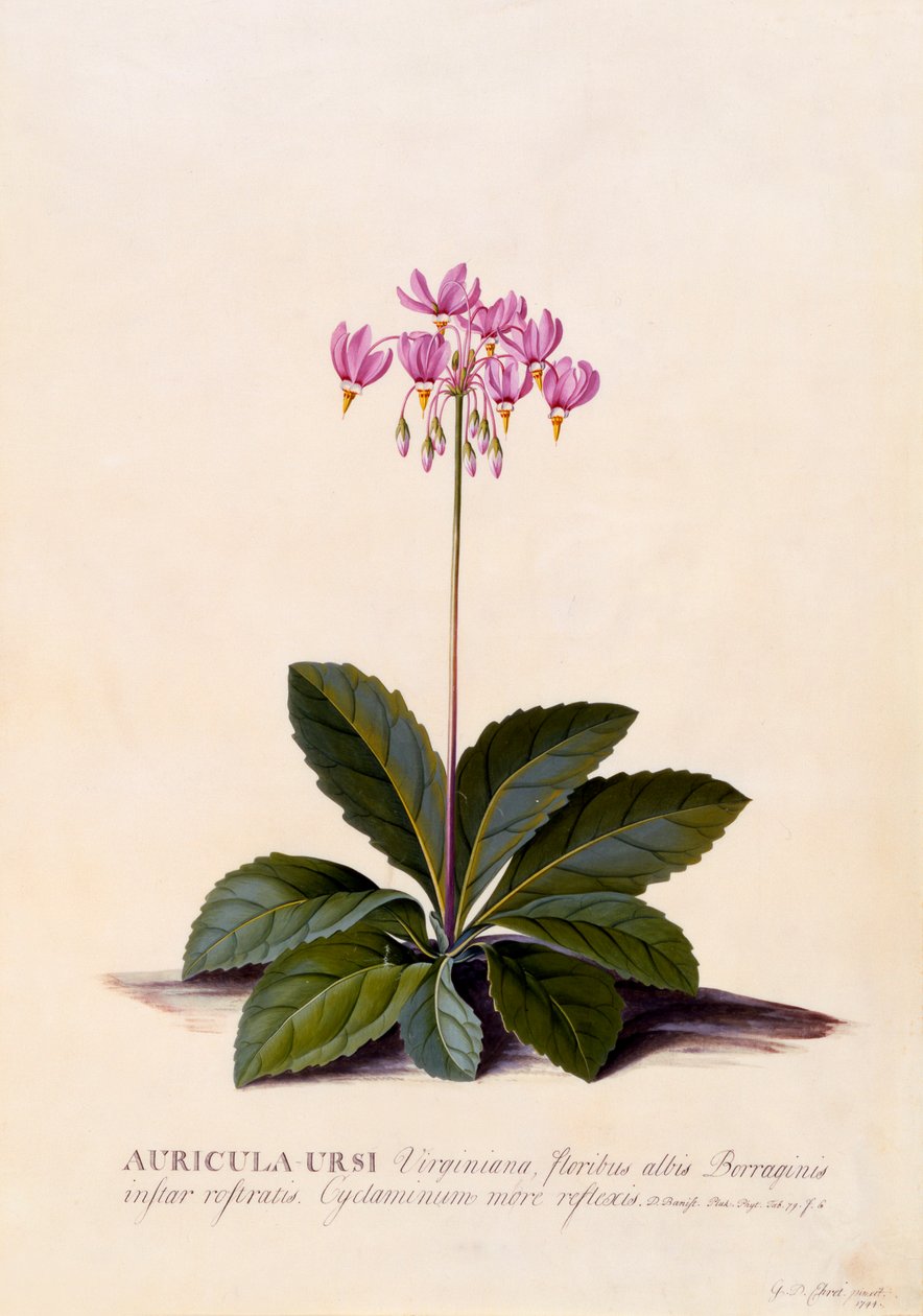 Auricula Ursi Shooting Star, ca. 1744 håndfarget gravering. av "Georg Dionysius Ehret