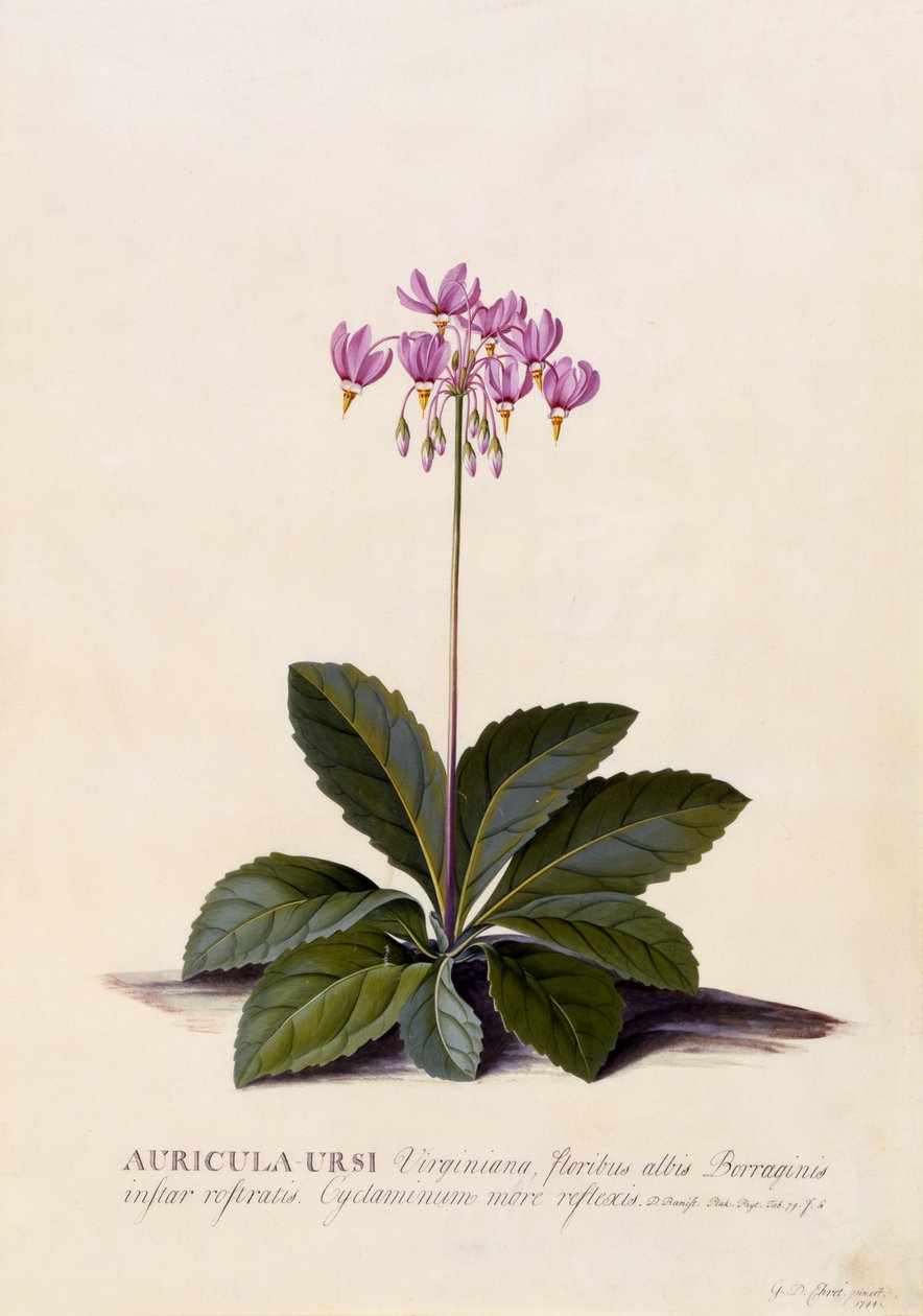 Auricula ursi, Shooting Star, ca. 1744 (håndfarget gravering) av Georg Dionysius Ehret
