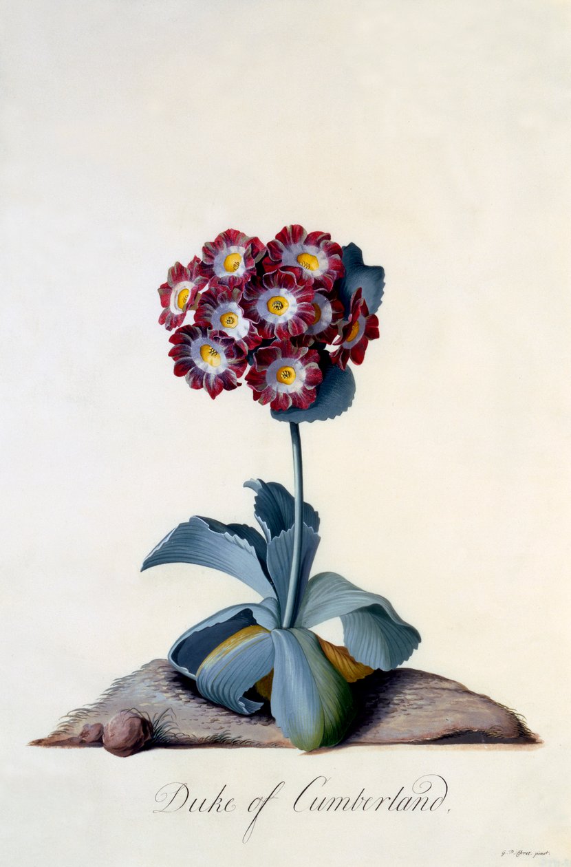 Auricula Duke of Cumberland ca. 1743 håndfarget gravering. av "Georg Dionysius Ehret