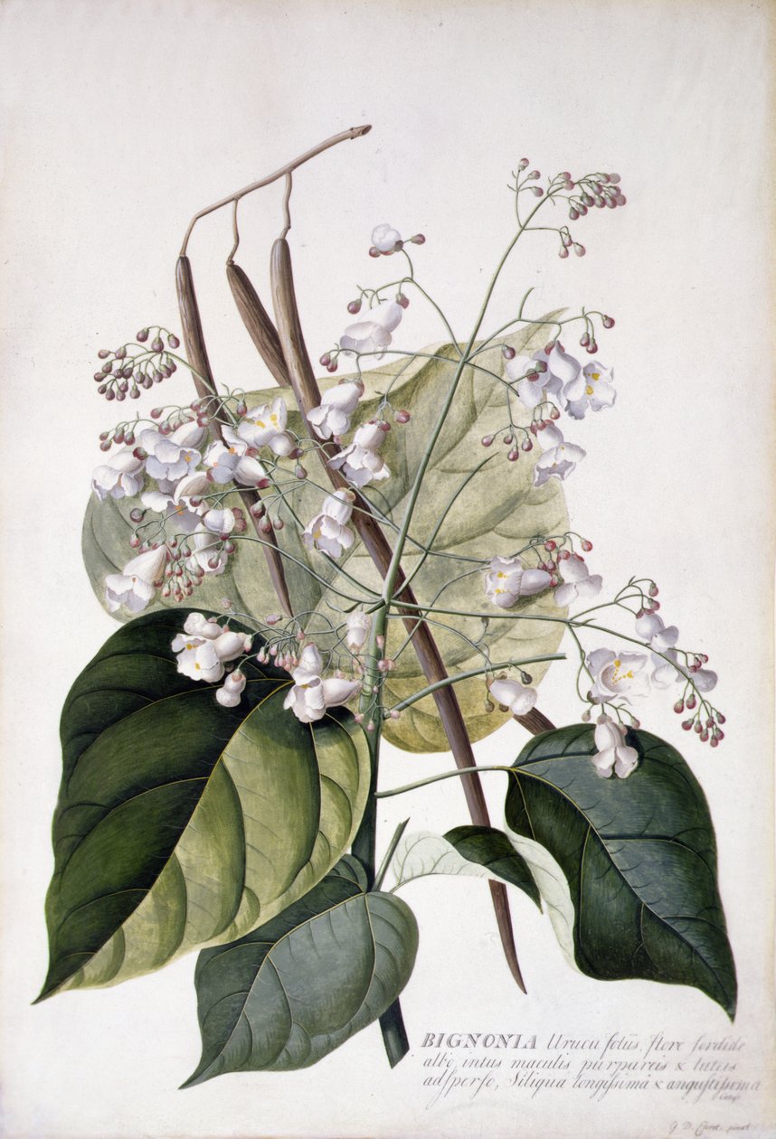 Bignonia (blyant, akvarell og kroppsfarge på vellum) av Georg Dionysius Ehret