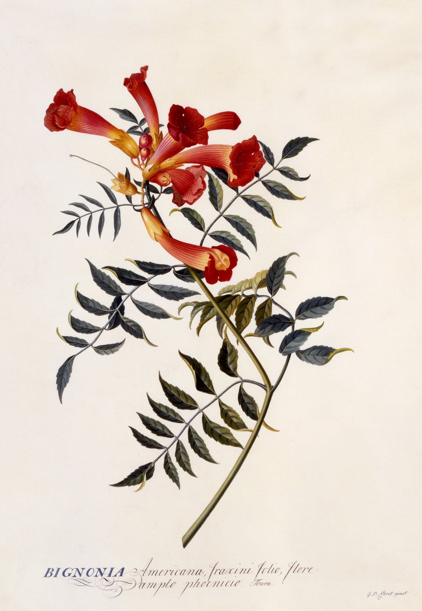 Bignonia Americana, ca. 1743 (håndfarget gravering) av Georg Dionysius Ehret