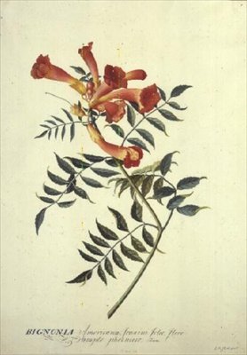 Bignonia americana, akvarell av Georg Dionysius Ehret