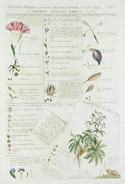 Characters of Flowers, fra 