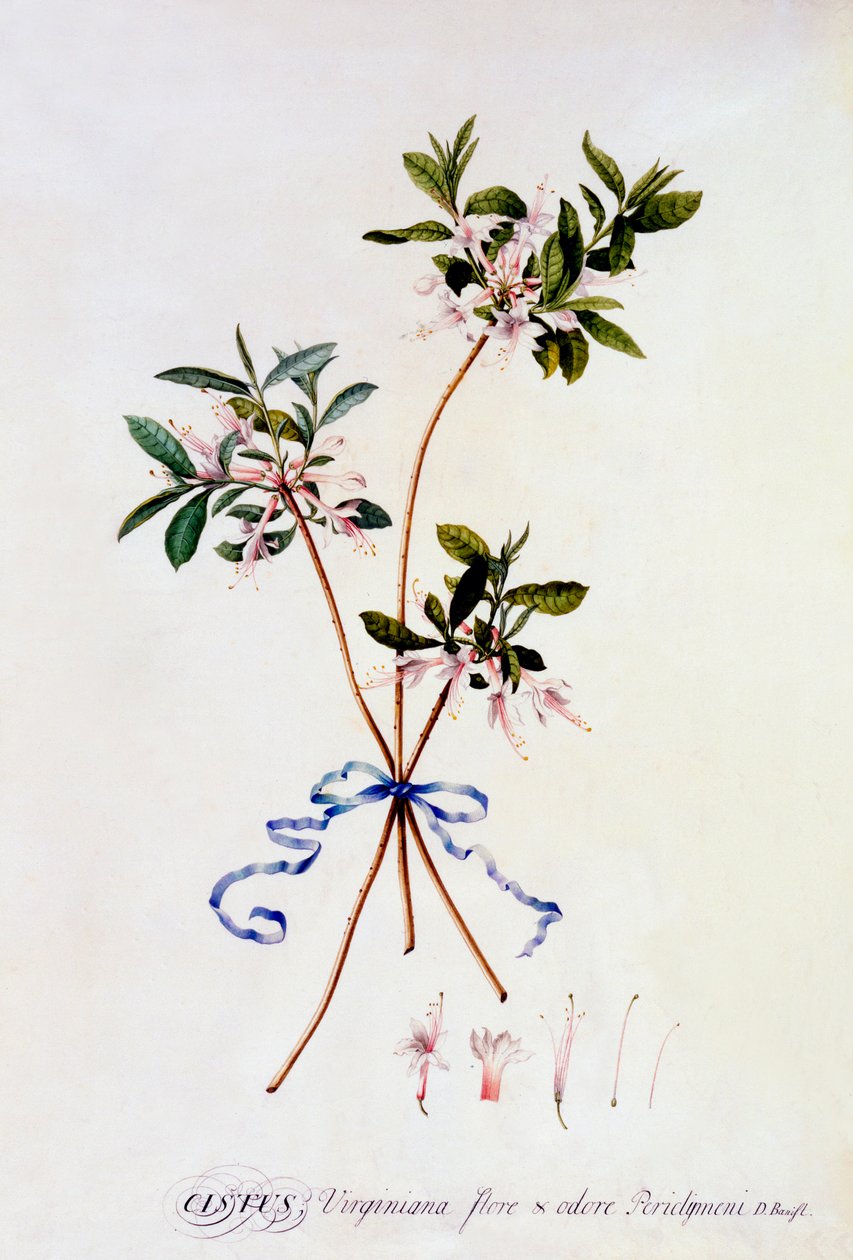 Cistus Virginiana, ca. 1743 håndfarget gravering. av "Georg Dionysius Ehret