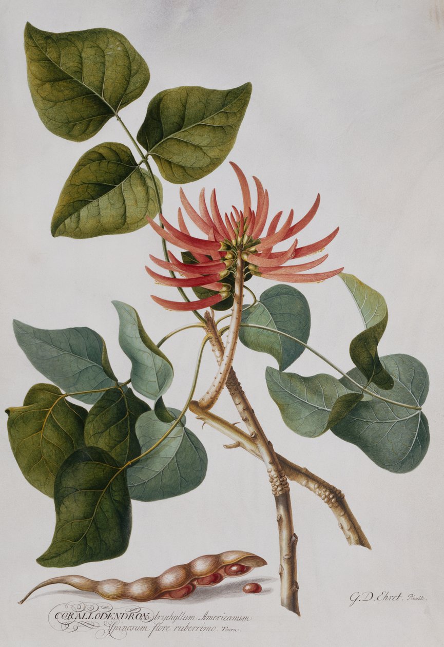Coral Tree (blyant og akvarell) av Georg Dionysius Ehret