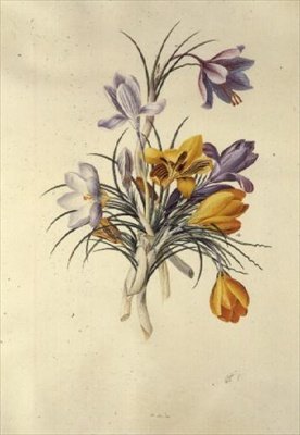 Krokus av Georg Dionysius Ehret