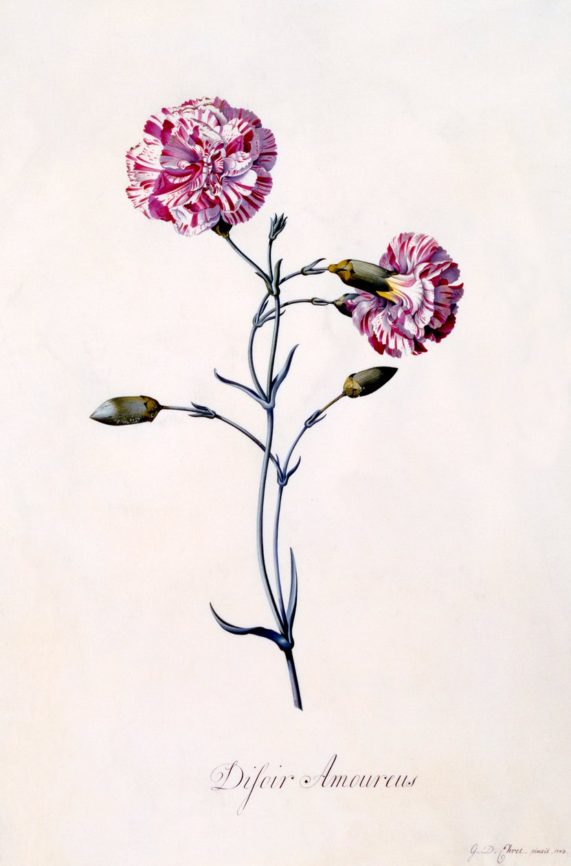 Difor Amourius-nellik, ca. 1745 håndfarget gravering. av "Georg Dionysius Ehret