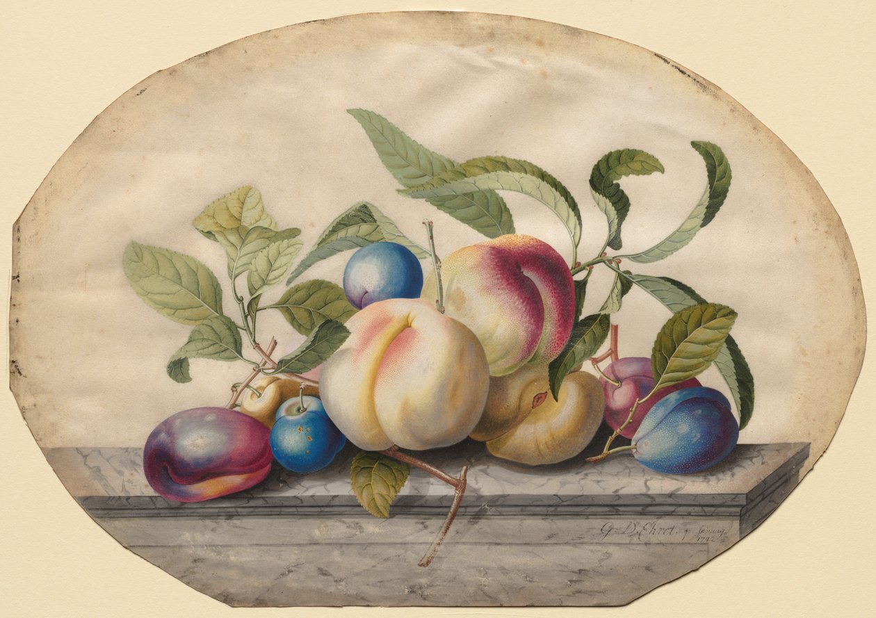 Fruktarrangement: Fersken og lodd på en marmorplate, 1742. av Georg Dionysius Ehret