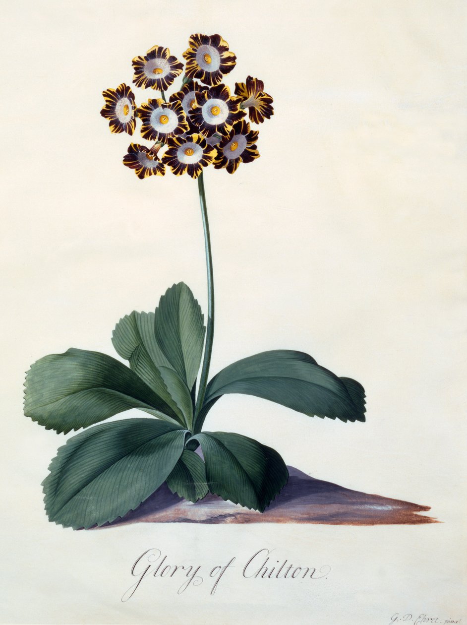 Glory of Chilton c. 1745 håndfarget gravering. av "Georg Dionysius Ehret