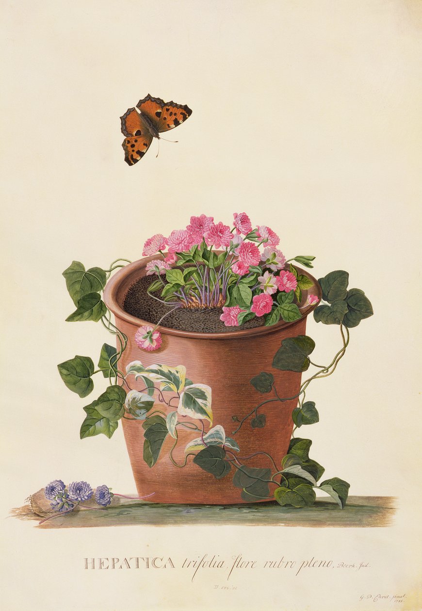 Hepatica trifolia (Nobilis), 1745 (gouache på vellum) av Georg Dionysius Ehret