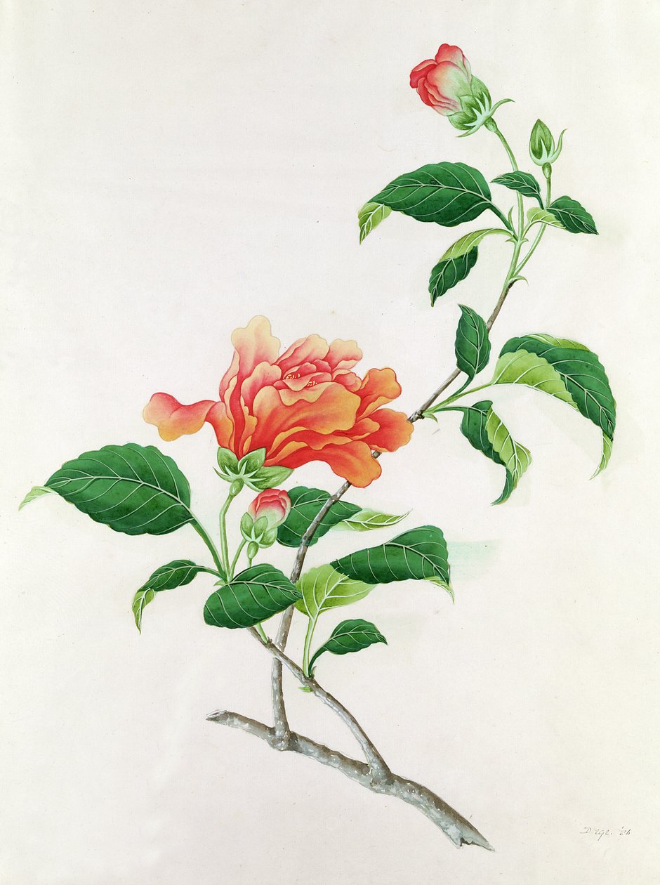 Hibiskus av Georg Dionysius Ehret