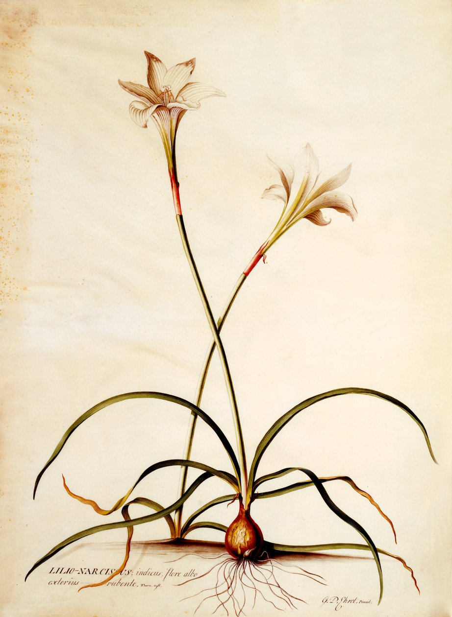Lilio Narcissus, ca. 1745 (håndfarget gravering) av Georg Dionysius Ehret