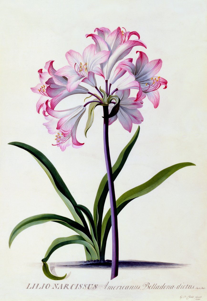 Lilio Narcissus, ca. 1744 håndfarget gravering. av "Georg Dionysius Ehret