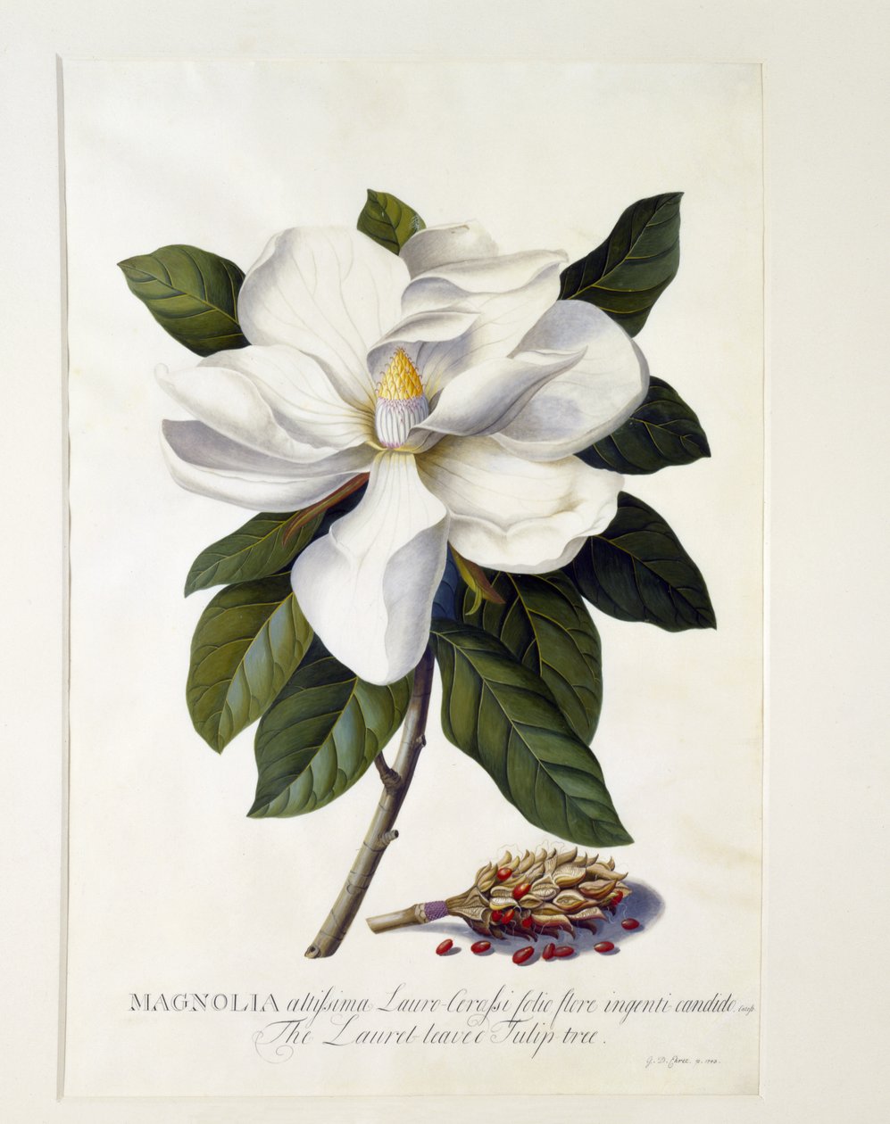 Magnolia grandiflora, ca. 1743 (håndfarget gravering) av Georg Dionysius Ehret
