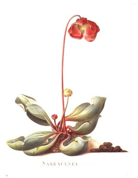 PD.117-1973.f23 Sarracenia purpurea (krukkeplante) 1764 (akvarell og gouache på vellum) av Georg Dionysius Ehret