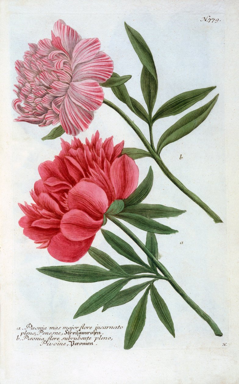 Paeonia, 1737 hand coloured engraving.    1146761   no       norwegian Successfully Translated  Original: John Philip Sousa Translat: John Philip Sousa 1207928 no norwegian Successfully Translated Original: Boslandschap met een brug Acht landschappen in Bo av "Georg Dionysius Ehret