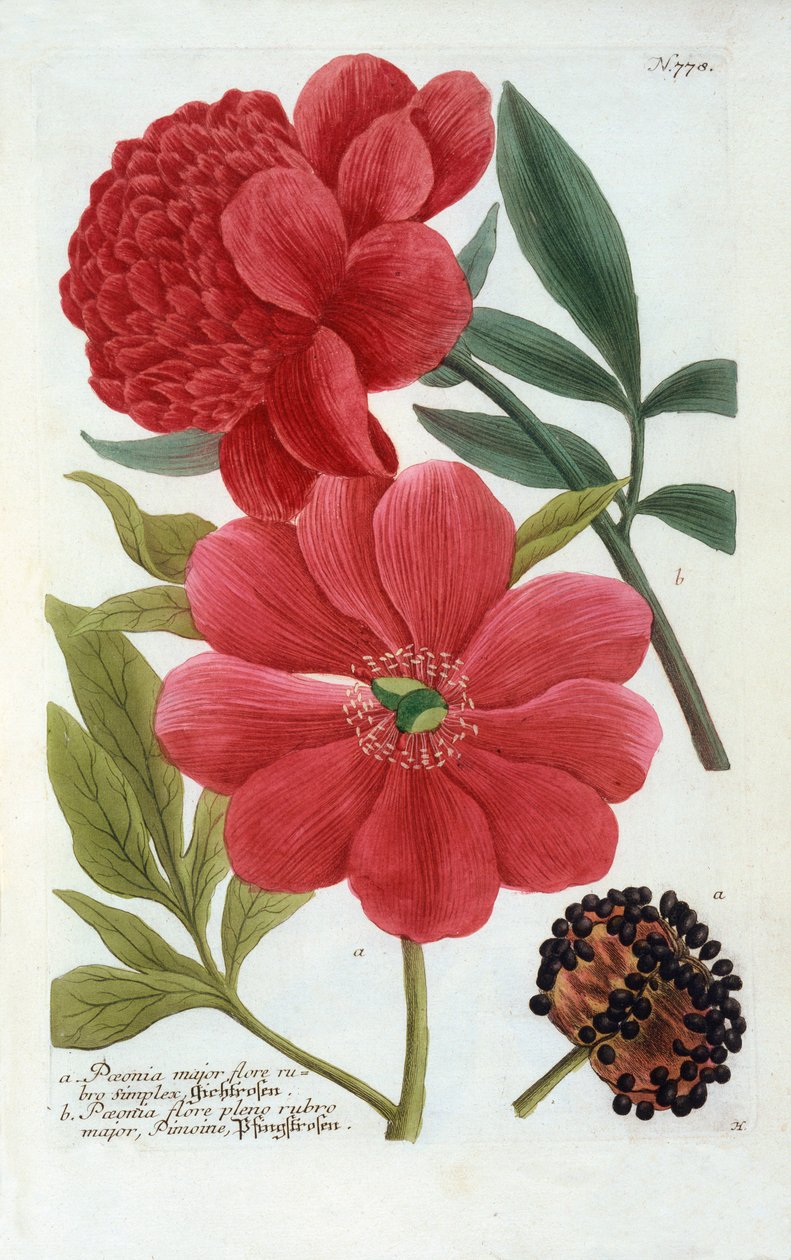 Paeonia, hand coloured engraving.    1137940   no       norwegian Successfully Translated  Original: Krishna doodt de demon Sri Gala (scene uit de Harivamsa) Translat: Krishna doodt de demon Sri Gala (scene uit de Harivamsa) 1390963 no norwegian Successful av "Georg Dionysius Ehret