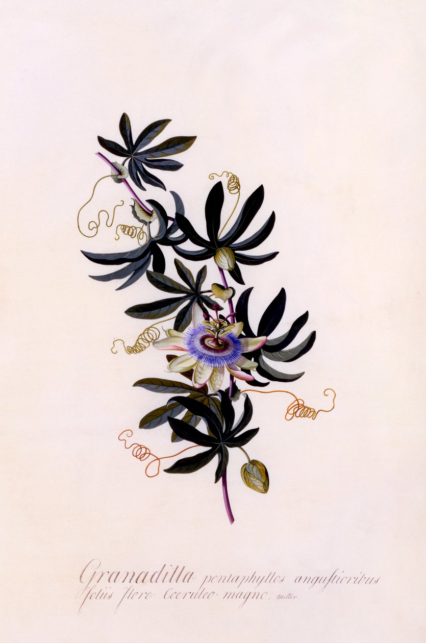 Passiflora Granadilla, ca. 1745 håndfarget gravering. av "Georg Dionysius Ehret