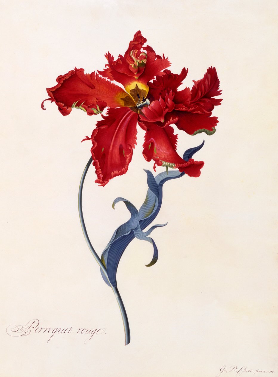 Perroquet Rouge, ca. 1744 håndfarget gravering. av "Georg Dionysius Ehret