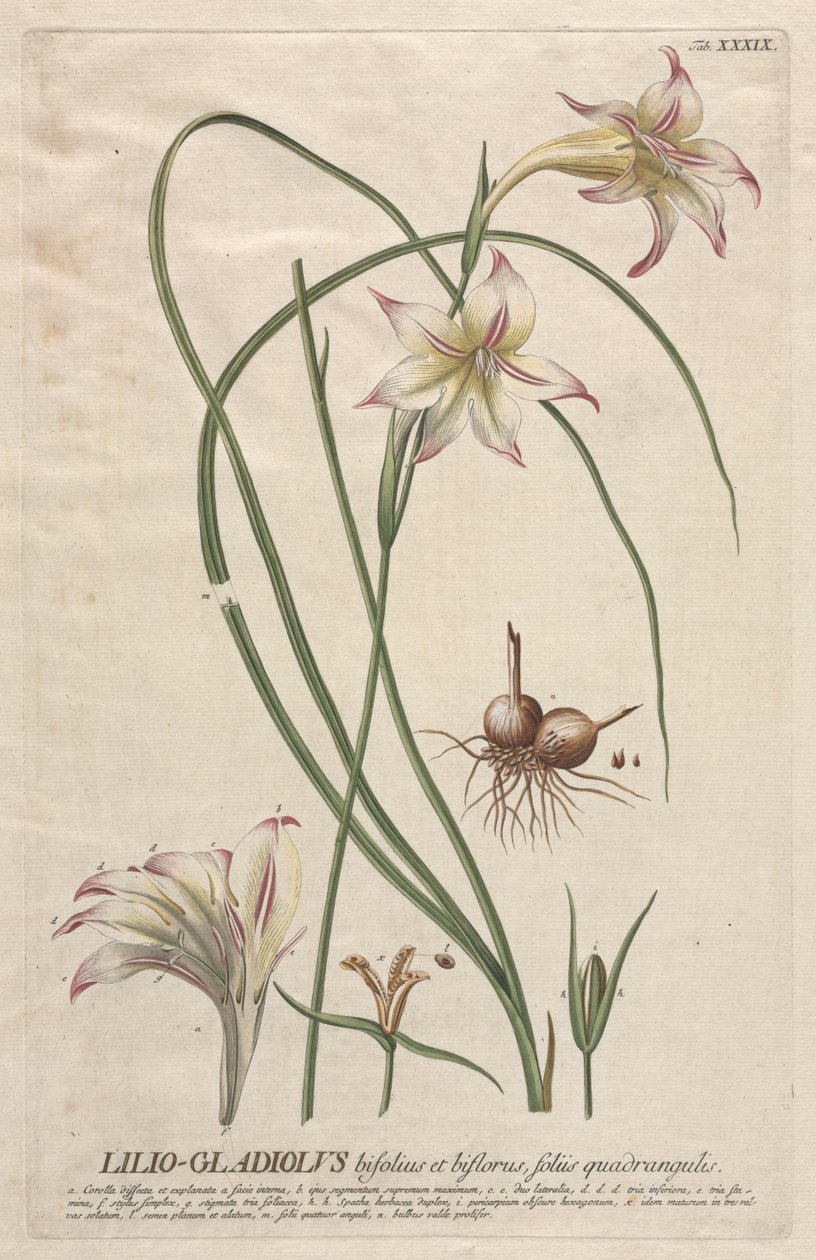 Utvalgte planter 39 - Lilio-Gladiolus. av Georg Dionysius Ehret