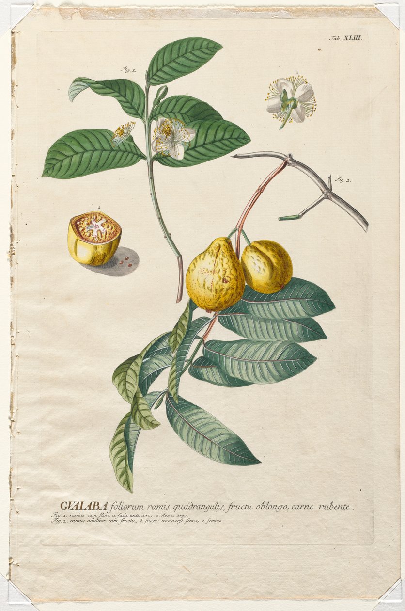Utvalgte planter 43 - Guaiaba. av Georg Dionysius Ehret