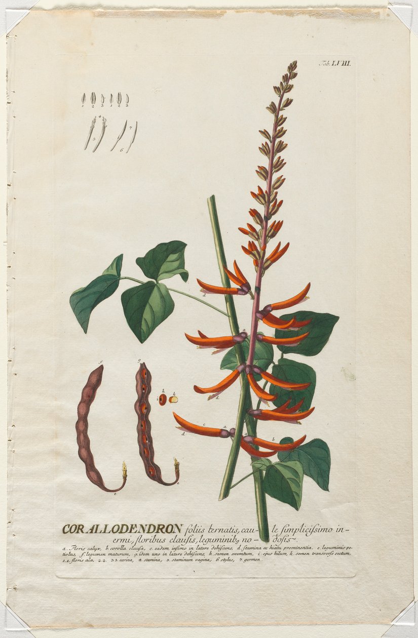 Utvalgte planter 58 - Corallodendron. av Georg Dionysius Ehret