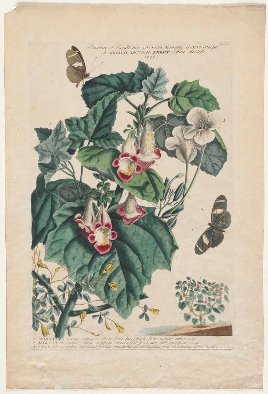 Mer sjeldne planter og sommerfugler: Martynia, 1748 av Georg Dionysius Ehret
