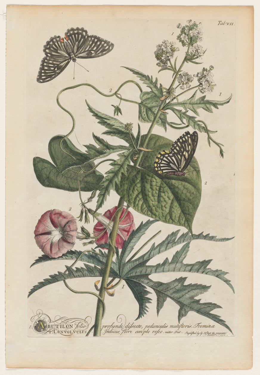 Sjeldnere planter og sommerfugler: Nei. 7 av Georg Dionysius Ehret