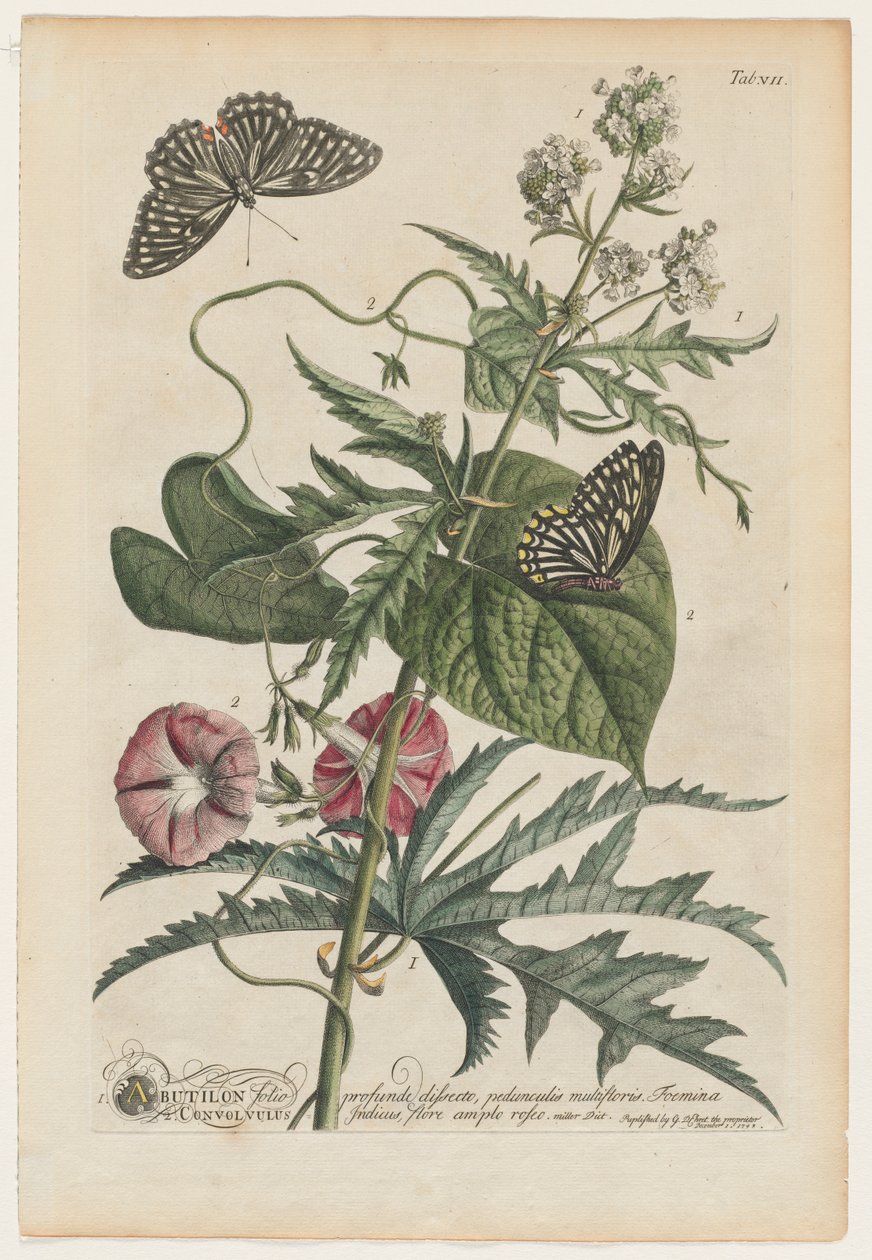 Mer sjeldne planter og sommerfugler 7, 1748 av Georg Dionysius Ehret