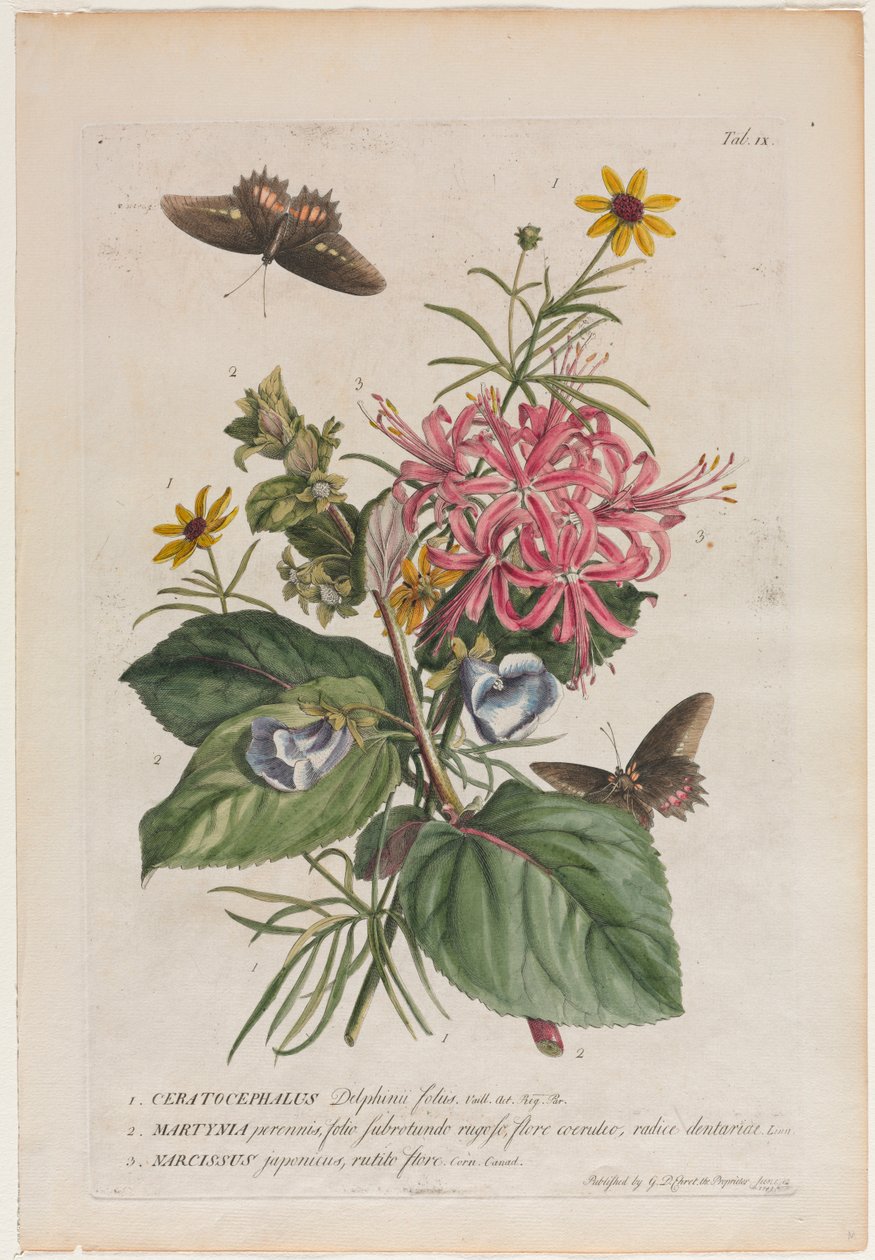 Mer sjeldne planter og sommerfugler 9, 1749 av Georg Dionysius Ehret