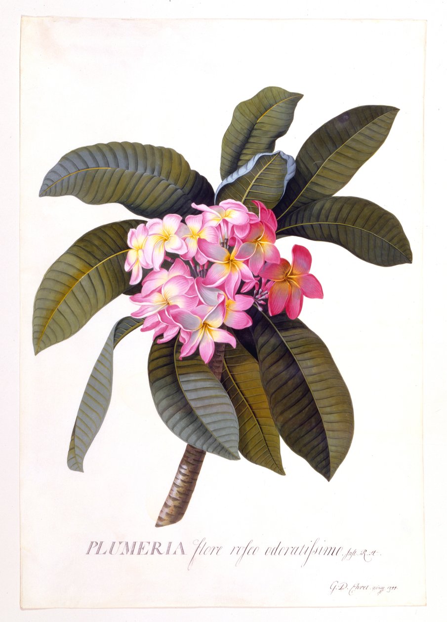 Plumeria, c 1744 håndfarget gravering. av "Georg Dionysius Ehret