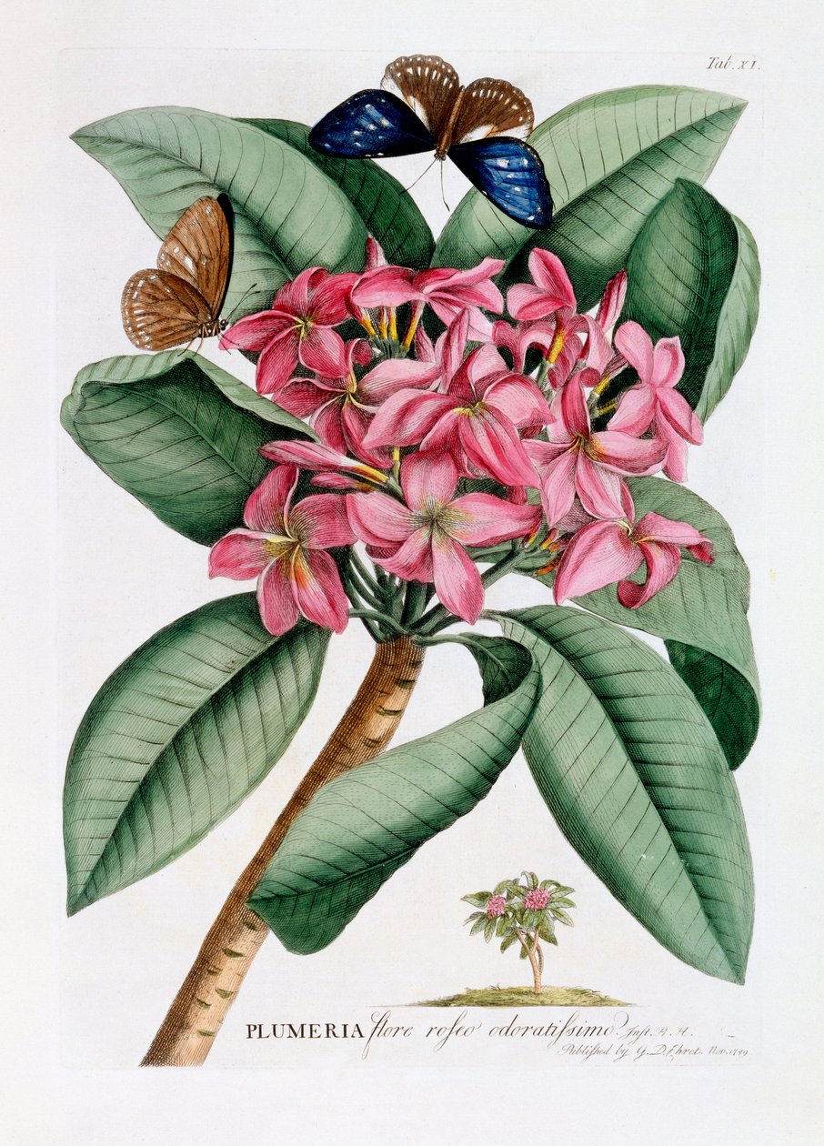 Plumeria, ca. 1749 håndfarget gravering. av "Georg Dionysius Ehret