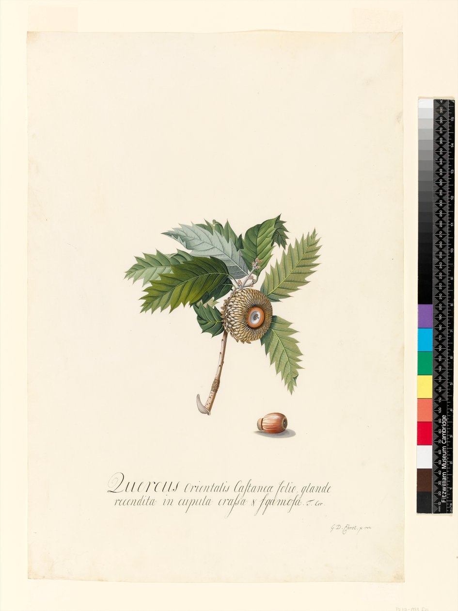Quercus Orientalis, 1742 (wc og kroppsfarge på vellum) av Georg Dionysius Ehret