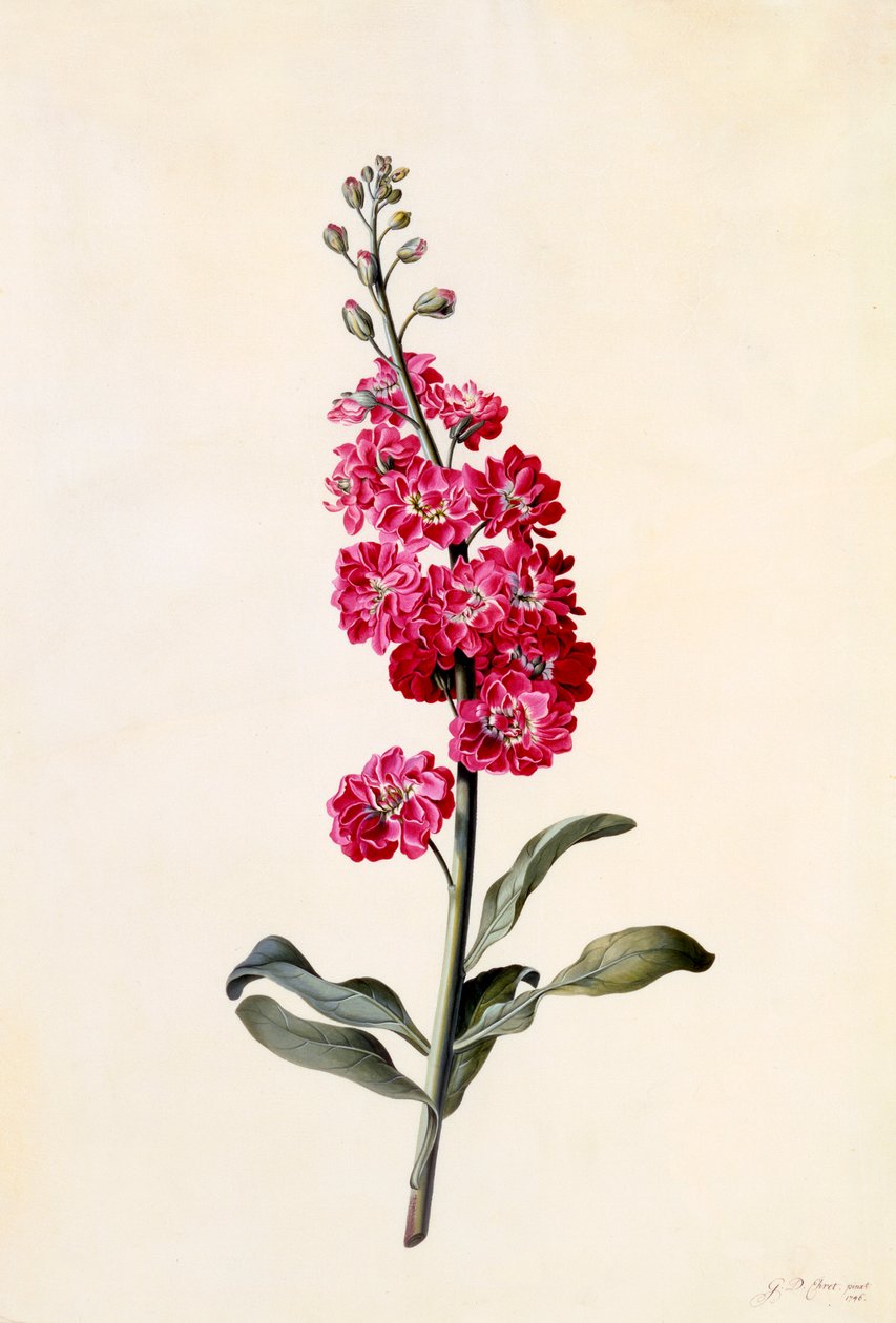 Aksje Matthiola Incana, ca. 1746 håndfarget gravering. av "Georg Dionysius Ehret