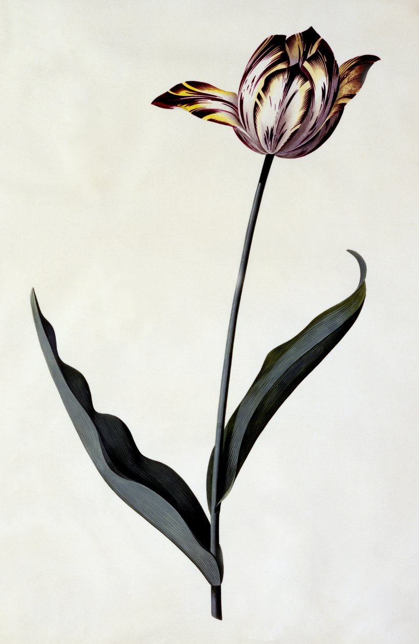 Tulipan, ca. 1745 (håndfarget gravering) av Georg Dionysius Ehret