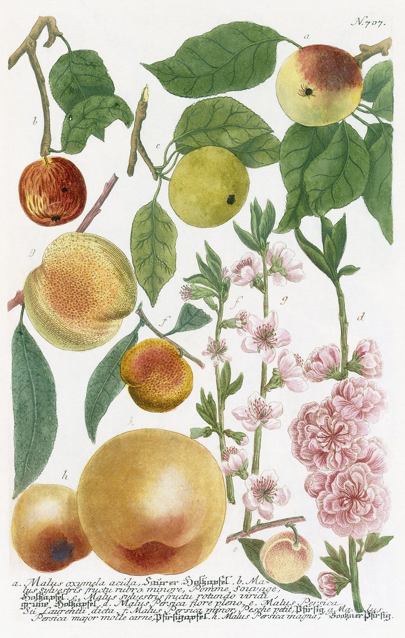 Diverse epler av Georg Dionysius Ehret