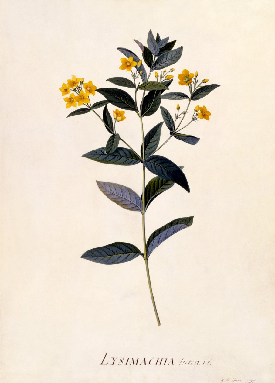 Yellow Loosestrife, ca. 1760 (håndfarget gravering) av Georg Dionysius Ehret