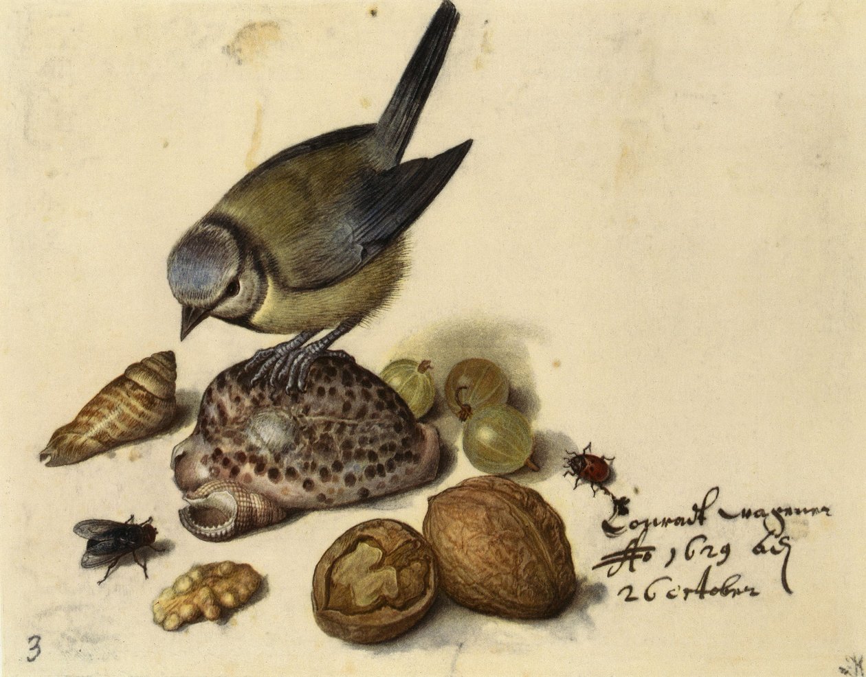 Stilleben med blåmeis, skjell, frukt og insekter, 1629. av Georg Flegel