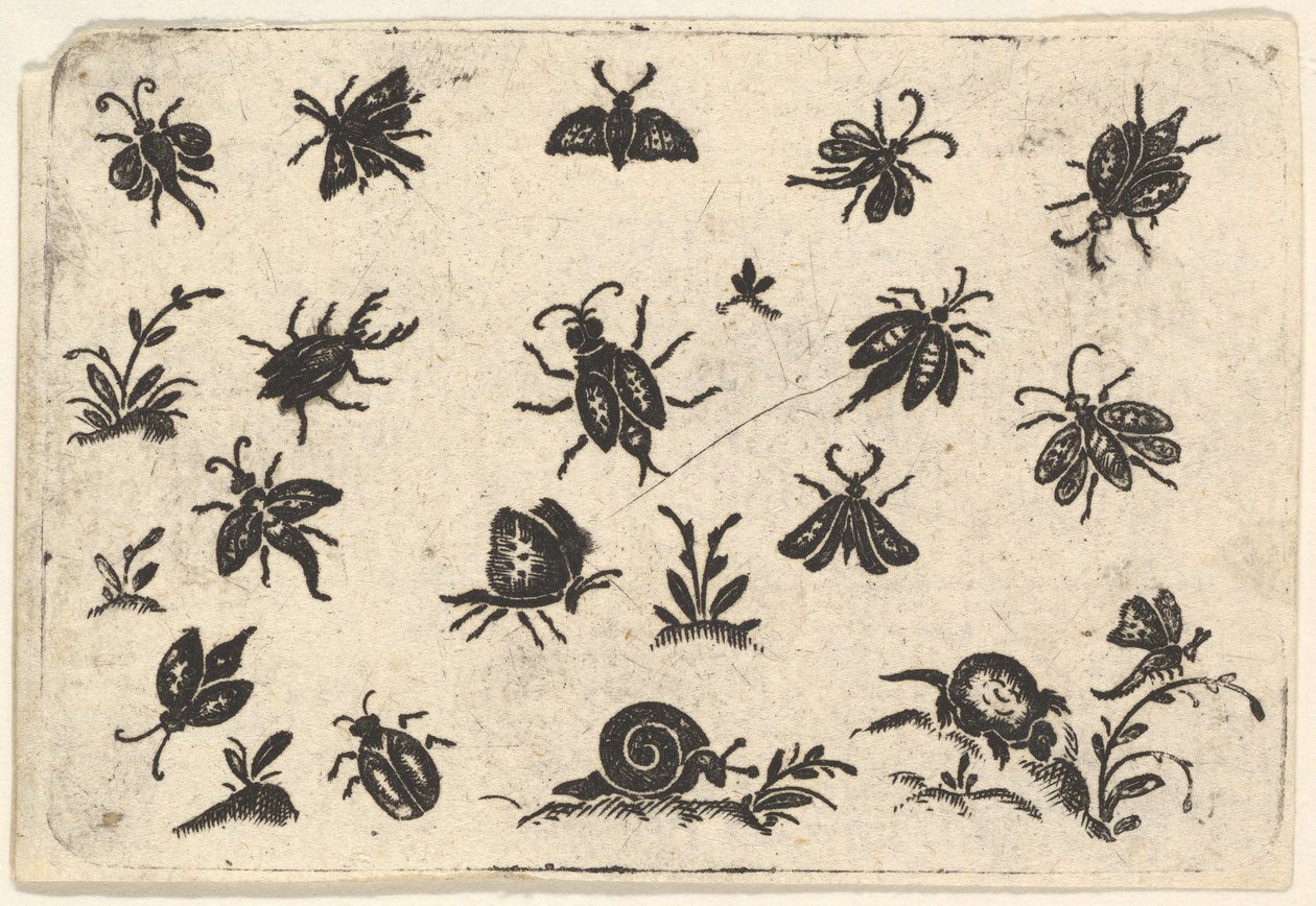 Små motiver av insekter og planter, 1596. av Georg Herman