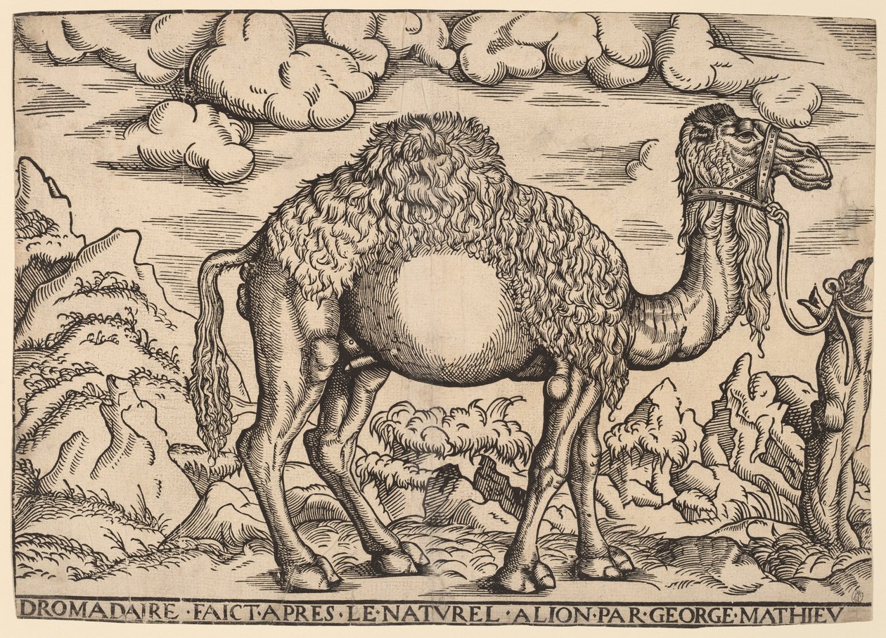 En Dromedar av Georg Mattheus