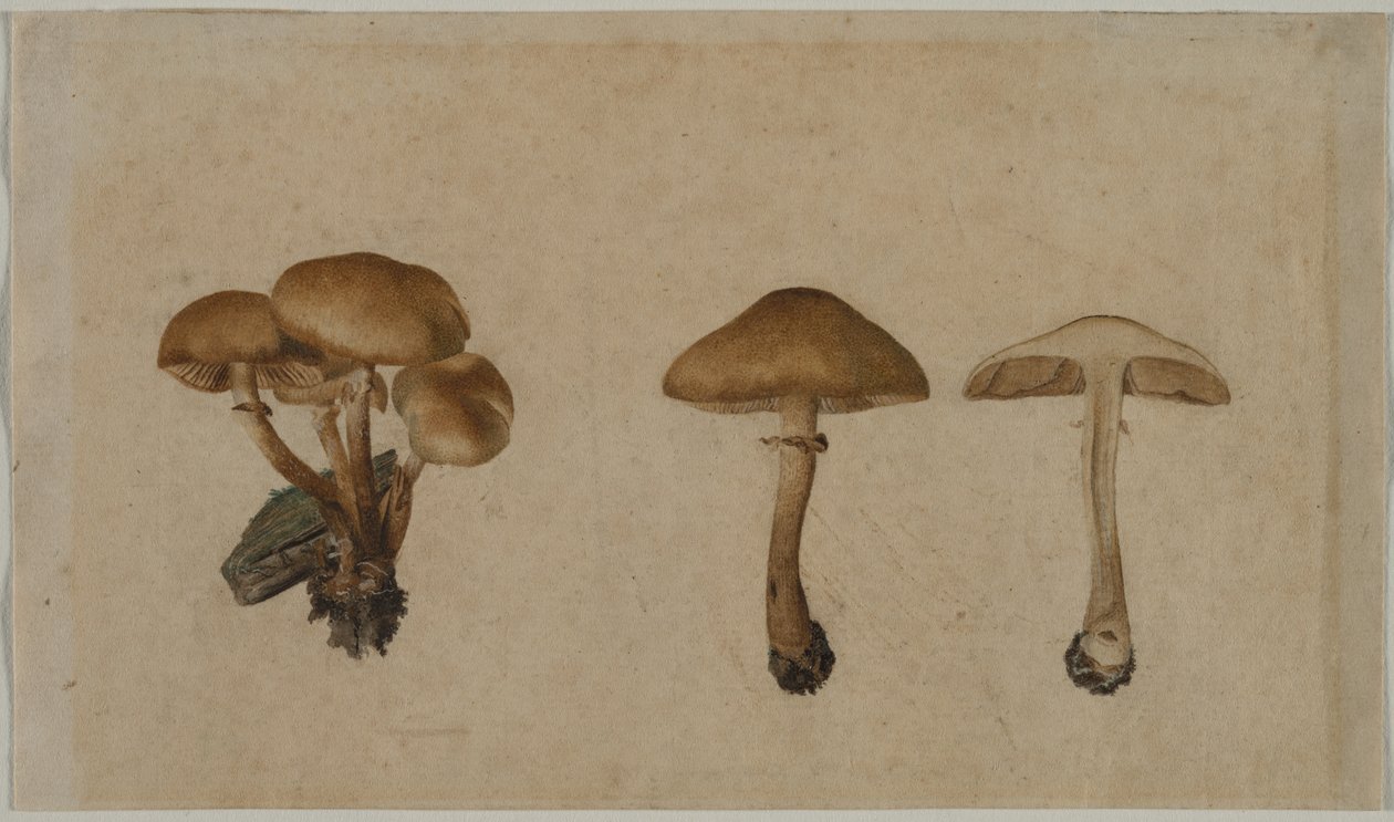 Sopp, 1751. av Georg Wilhelm Baurenfeind