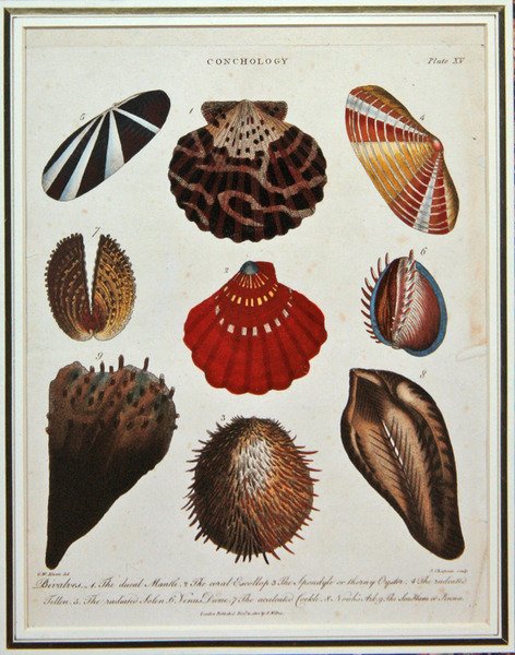 Muslinger, plate XV fra 