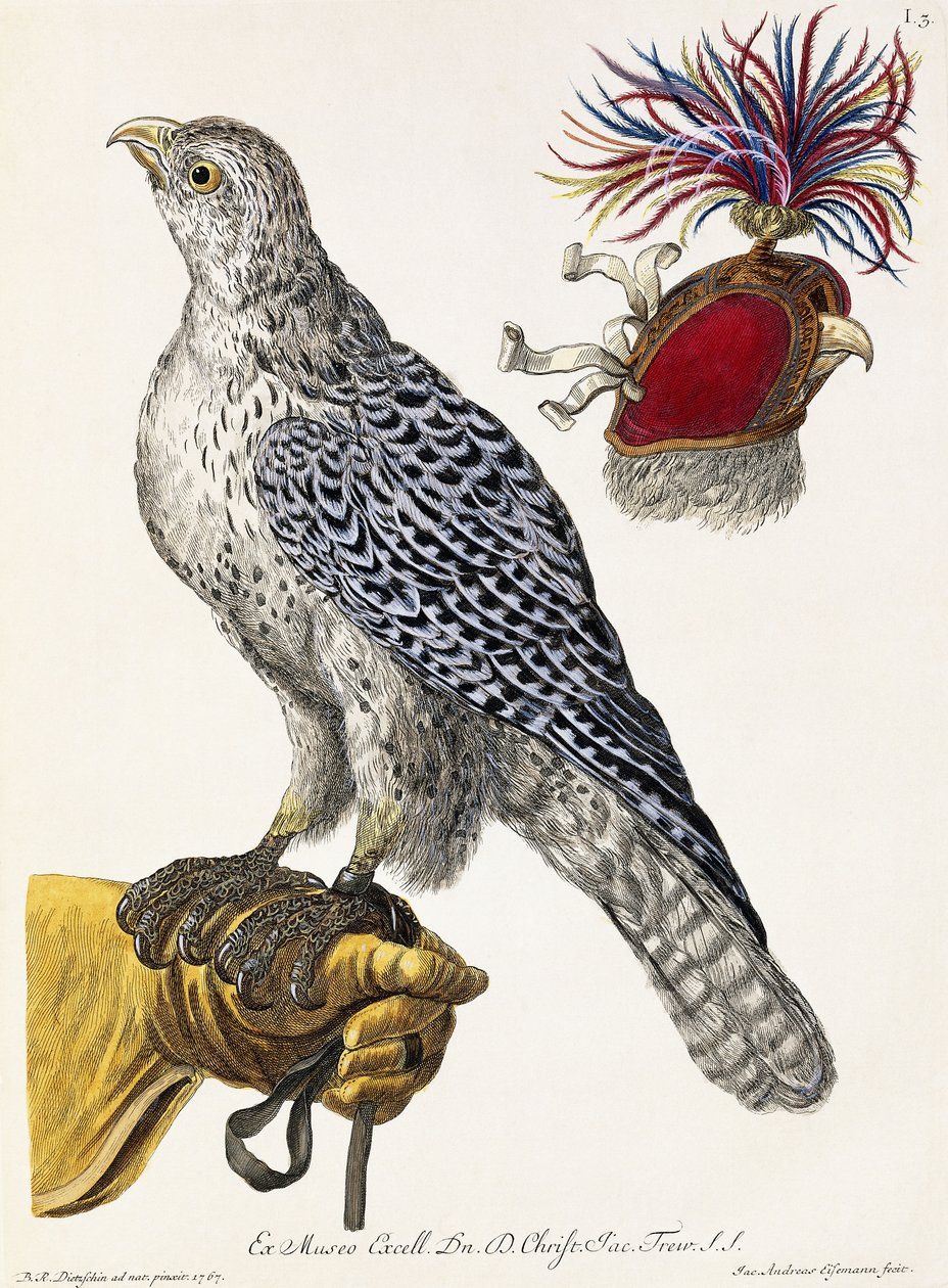 Falkejakt, plate 3, fra "Delights of Nature Selected", 1771 av Georg Wolfgang Knorr