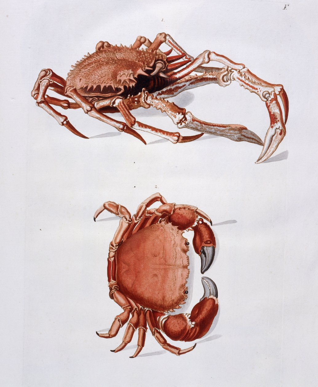 Illustrasjon av hummer og krabbe, av Georg Wolfgang Knorr