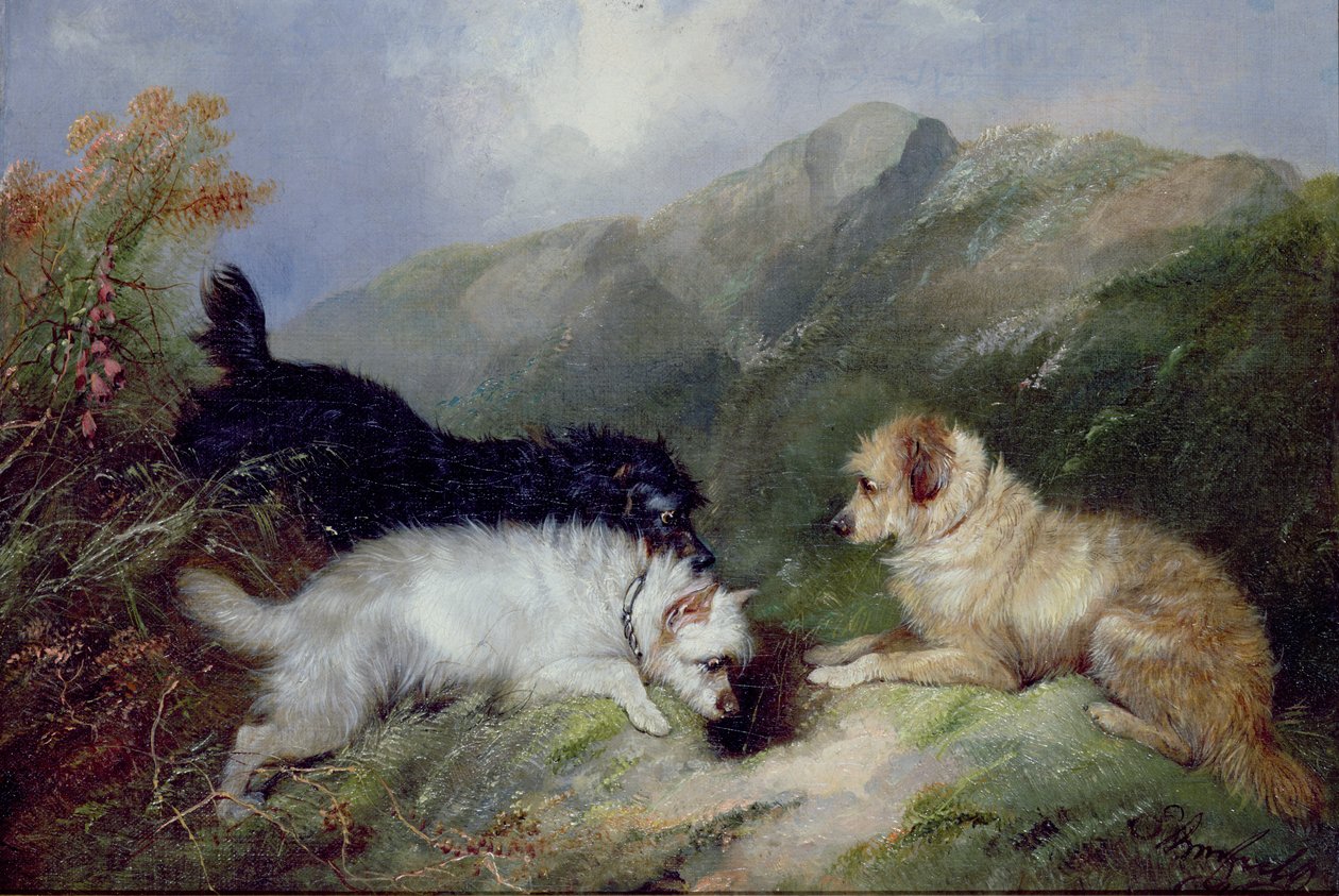Terrier kanin av George Armfield