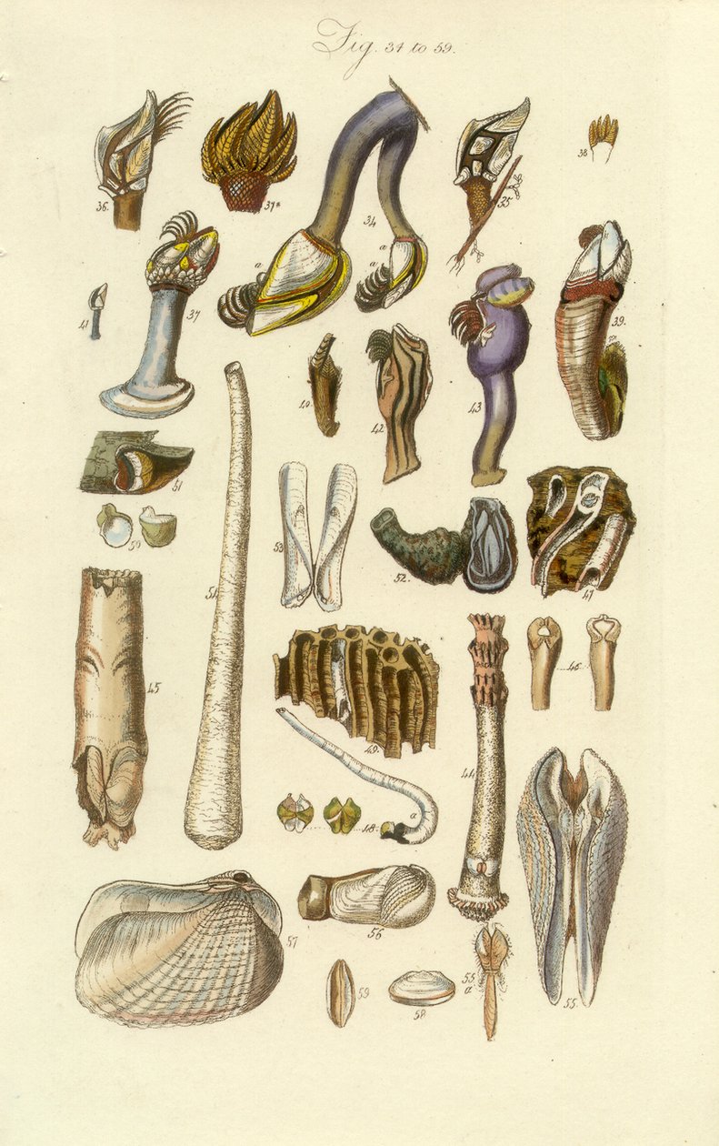 Konkologisk manuell plate 2. Barnacle og andre skall av George B. Sowerby