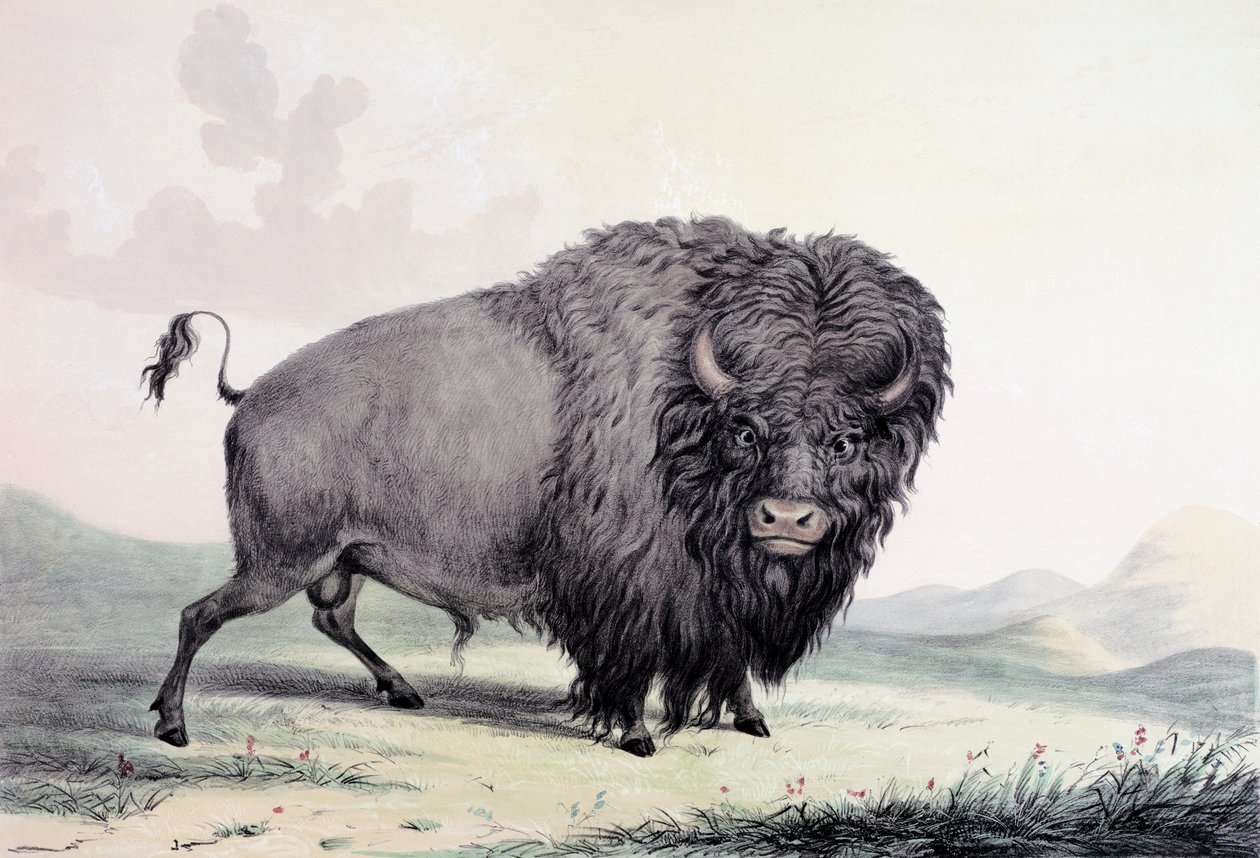 En bøffelokse på beite av George Catlin