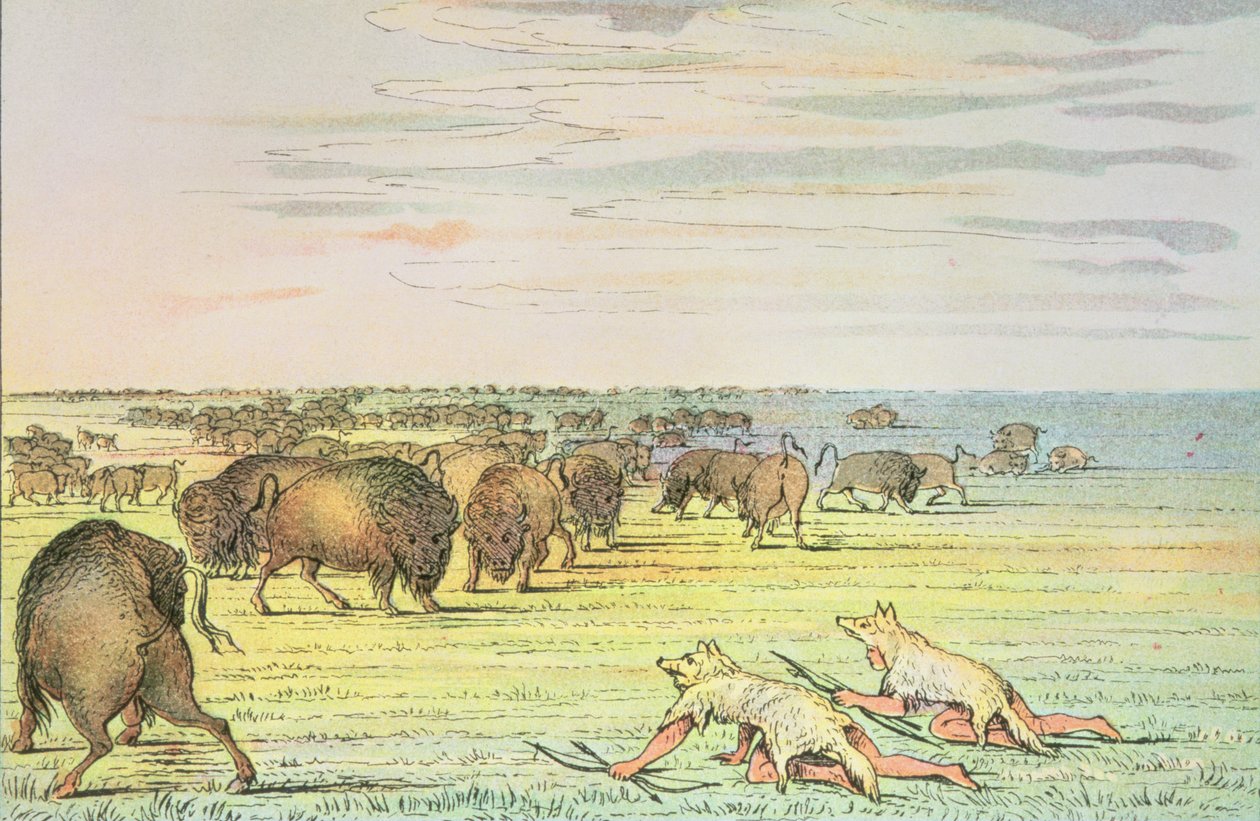 Forfølger bøffel av George Catlin